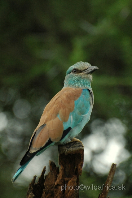 puku rsa 045.jpg - European Roller (Coracius garrulus)